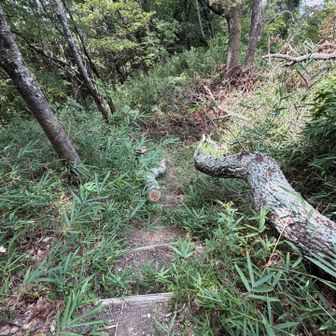 初めて古墳観察歩道で1度下ります。
倒木が有ったのですが、通れる様になってました。
有難う御座います。🙇