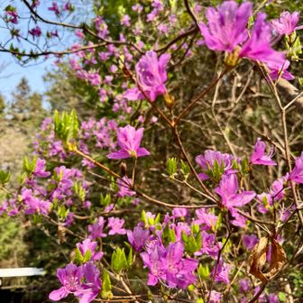 キャンプ場のツツジもきれいでした🌺
上の方も少しずつ咲き始めています。