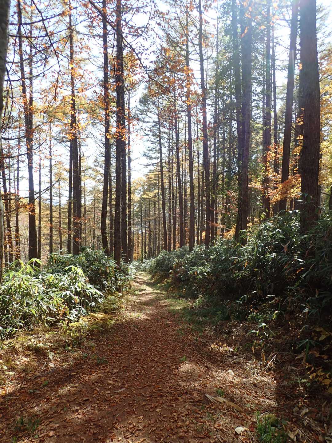 大橋登山口-種池-黒姫山-西登山口 周回コースの写真