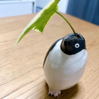 ゆきP