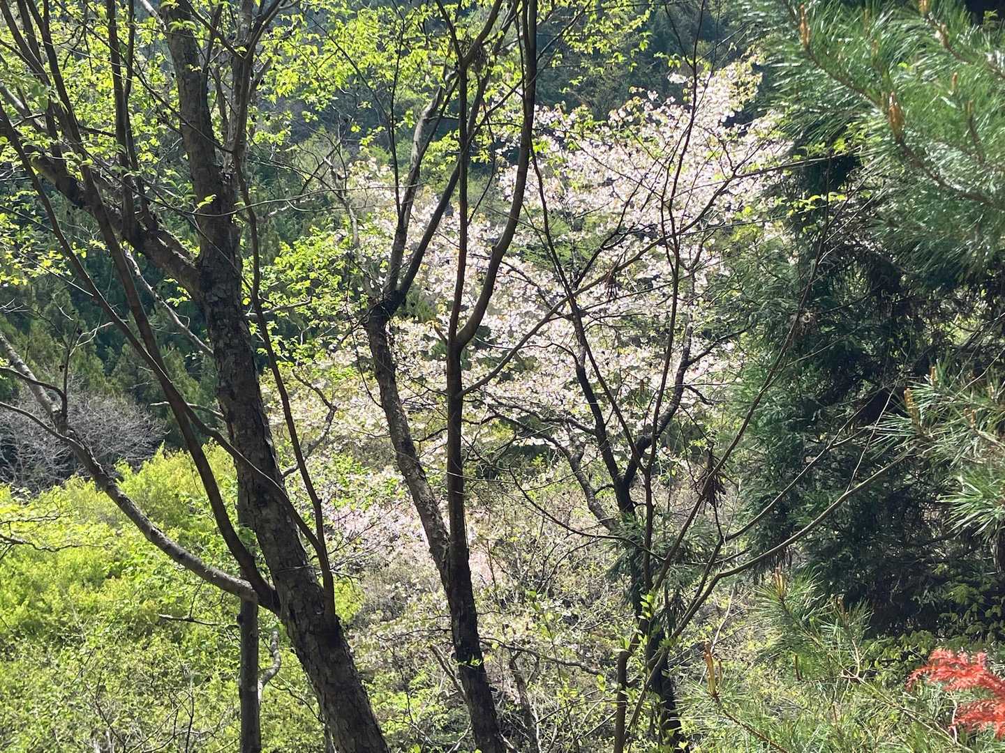 桜🌸が残る、春の遅い御坂山地だ。