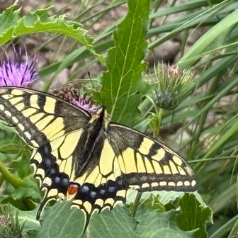 アゲハチョウ。
なんか、デカかった🫢