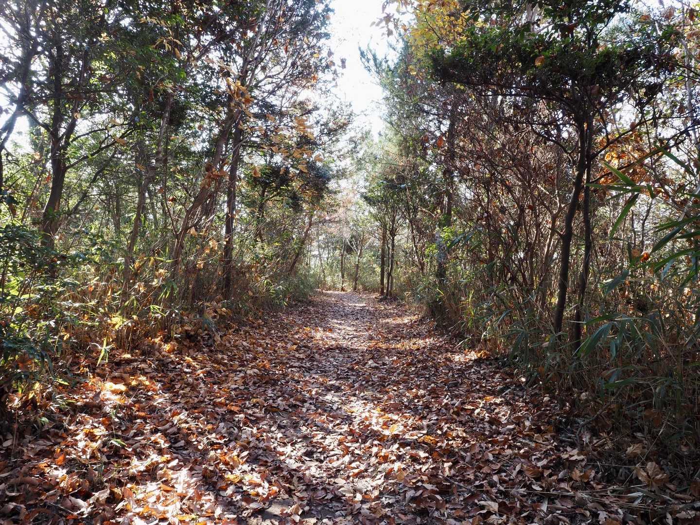 落ち葉🍂