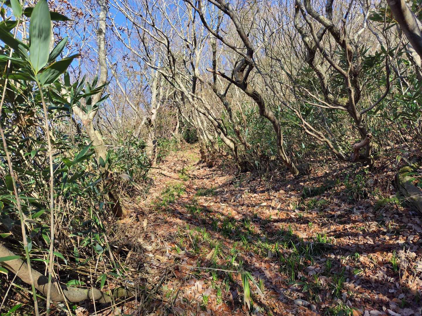 登山道は全体的に刈払いされていて歩きやすいです👍
