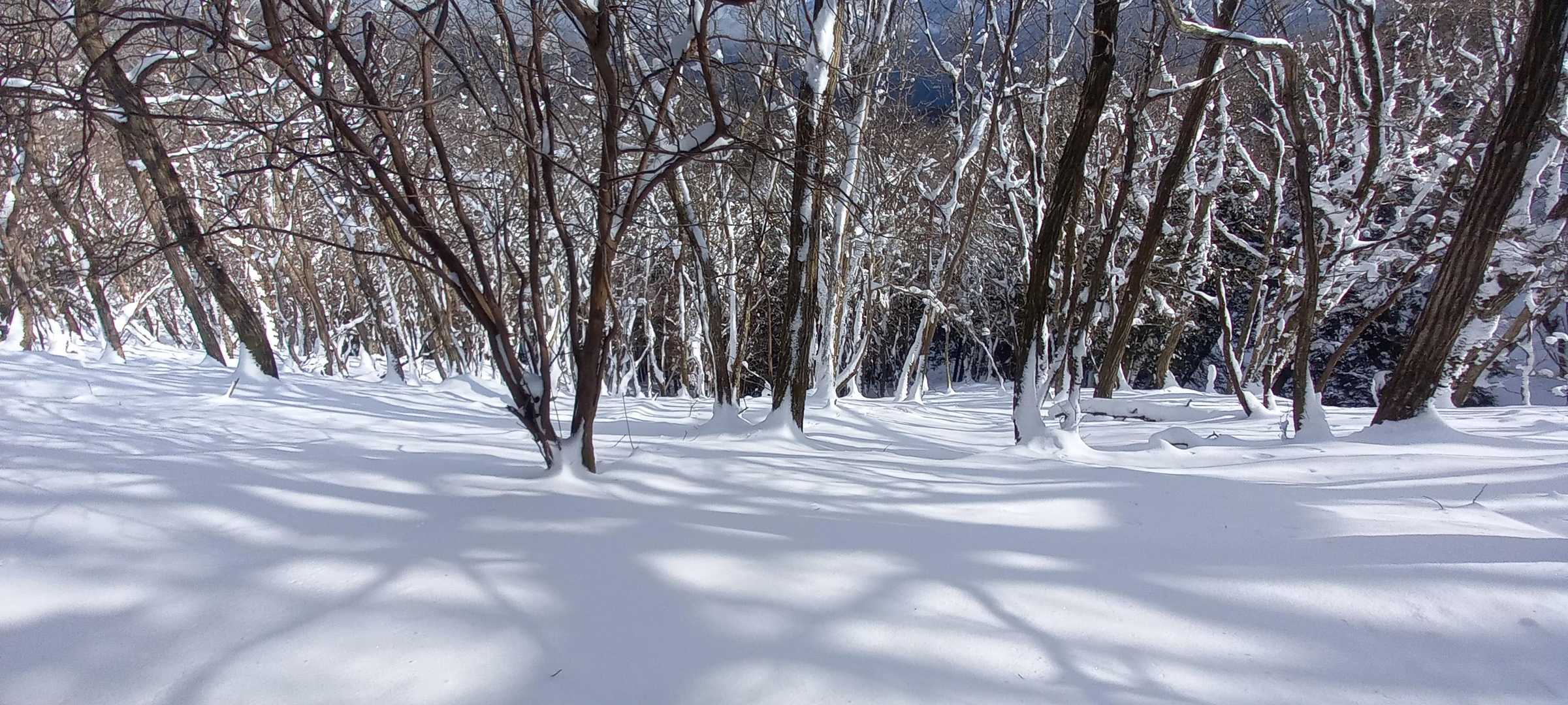 時々、日が差し込みます🎵
