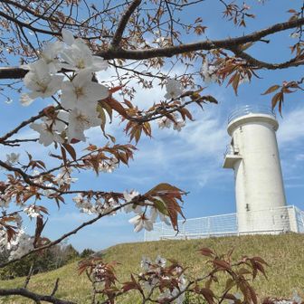 草山シンボルと桜のセット☺️