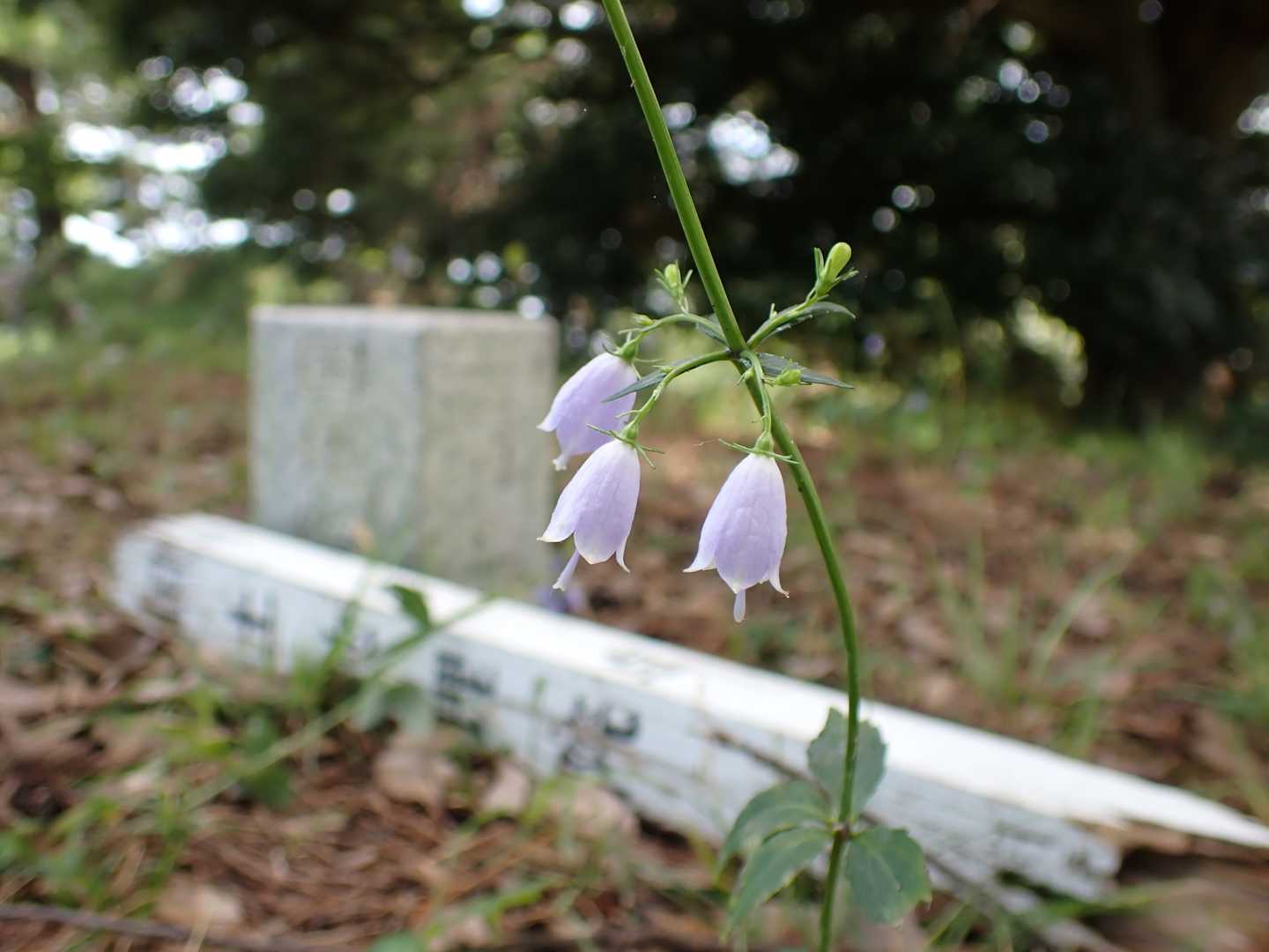 馬ノ山の写真