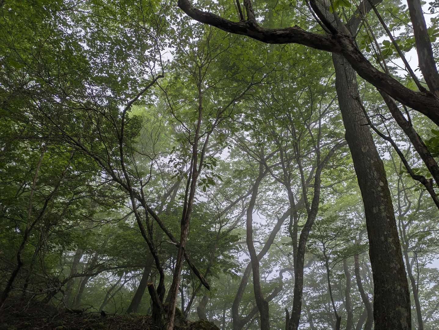 古峰原 往復コースの写真