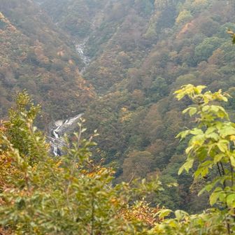 ガスっちゃって🍁紅葉が発色してくれませんが滝を写してみた…