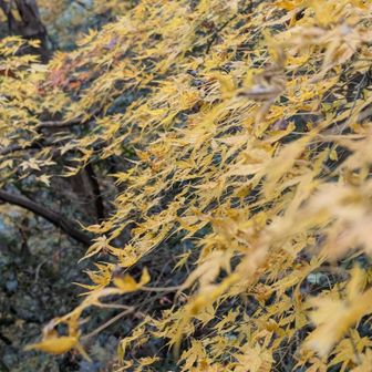 ロードに出るところに立派なモミジが