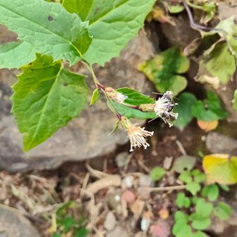 これそうかな？🤔
イワテヒゴタイとヤハズトウヒレンの雑種だって
