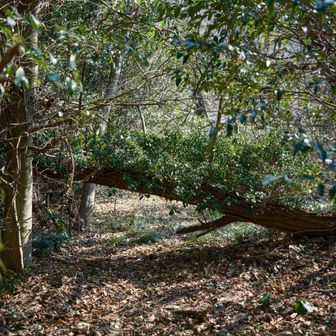 倒木があったり、荒れてはいますが、木段が整備されていました😌