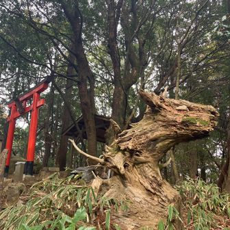 摩耶山の龍神さま🐉
