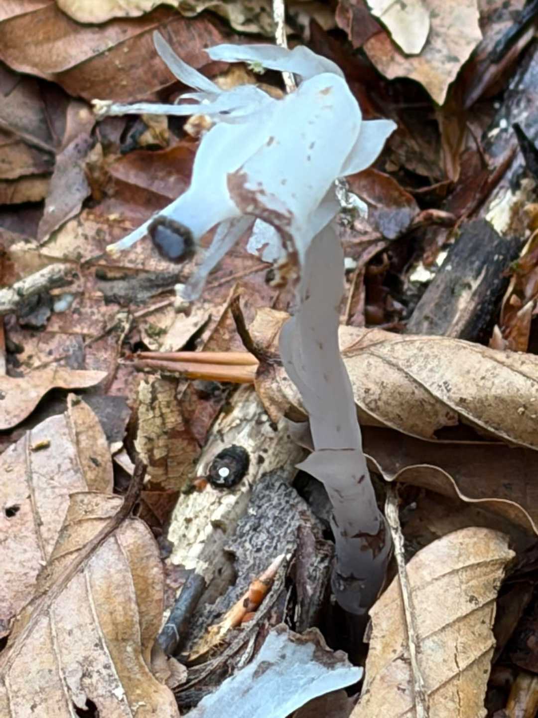 越前甲 往復コースの写真