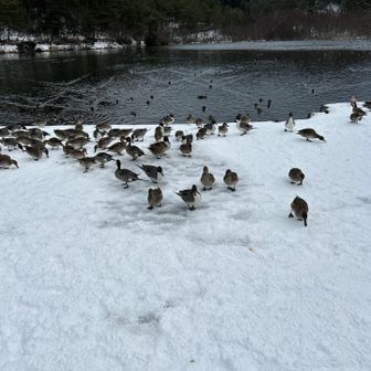鴨🦆が寄ってきます
エサ持ってないのよー😢