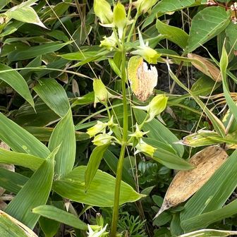 タカネサギソウなのかな？