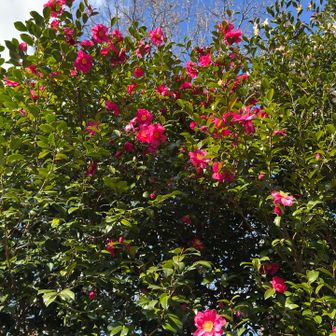 サザンカが咲いてます♪