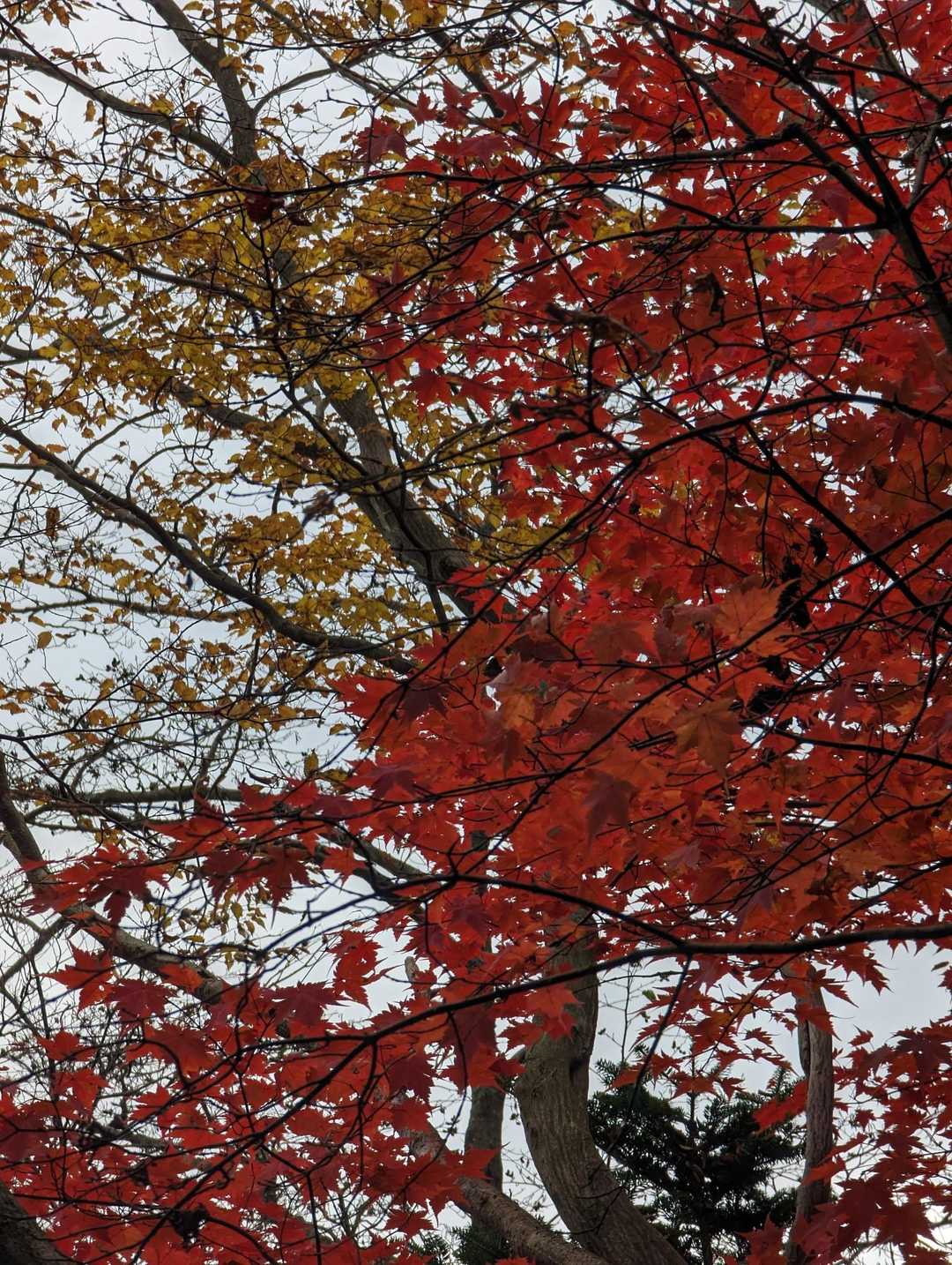須山愛鷹登山口-富士見峠-黒岳 往復コースの写真