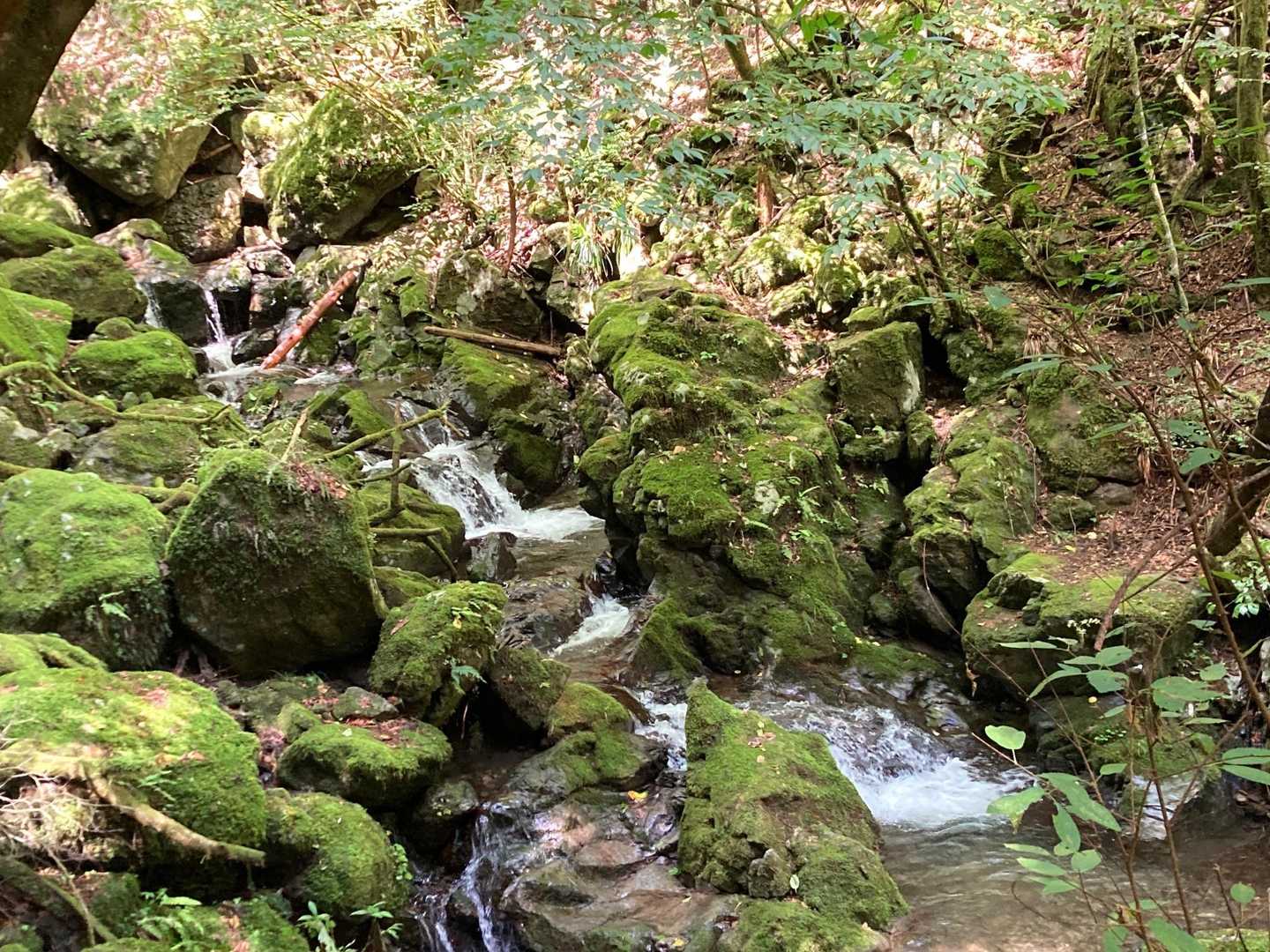 沢沿いに歩きます