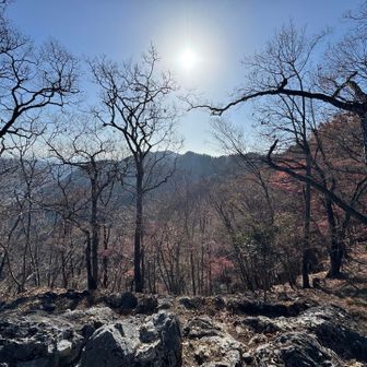 よくあるいたね