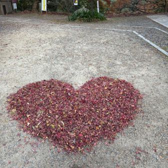 戻ってきたら
落ち葉がハートになってたよ