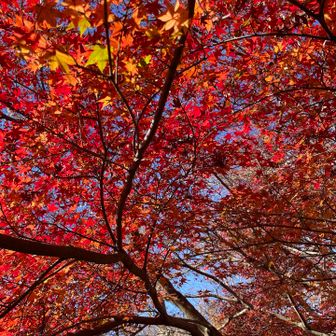 色づいてました。