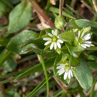 こちらはコハコベ

いつものベンチで、コーヒータイム。
のんびりと。