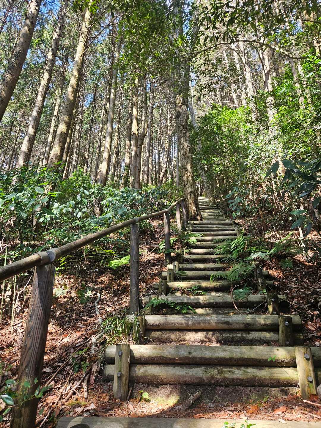 仏頂山手前のこの階段が長いかも