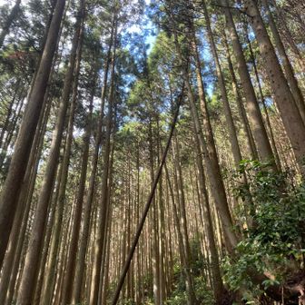 石ブテの沢に続く林道沿いにはまっすぐ伸びる杉ヒノキが林立する。