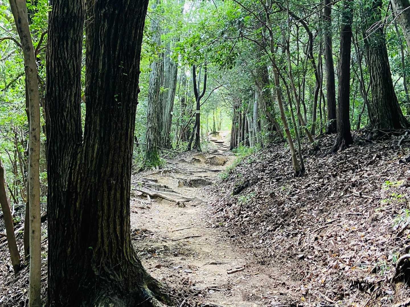 尾長山-牛田山 往復コースの写真