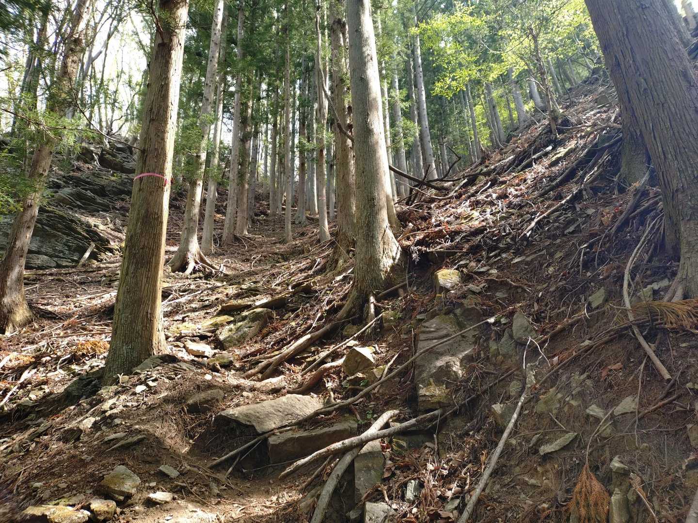 登山口に着いてからはひたすら激登り↑↑