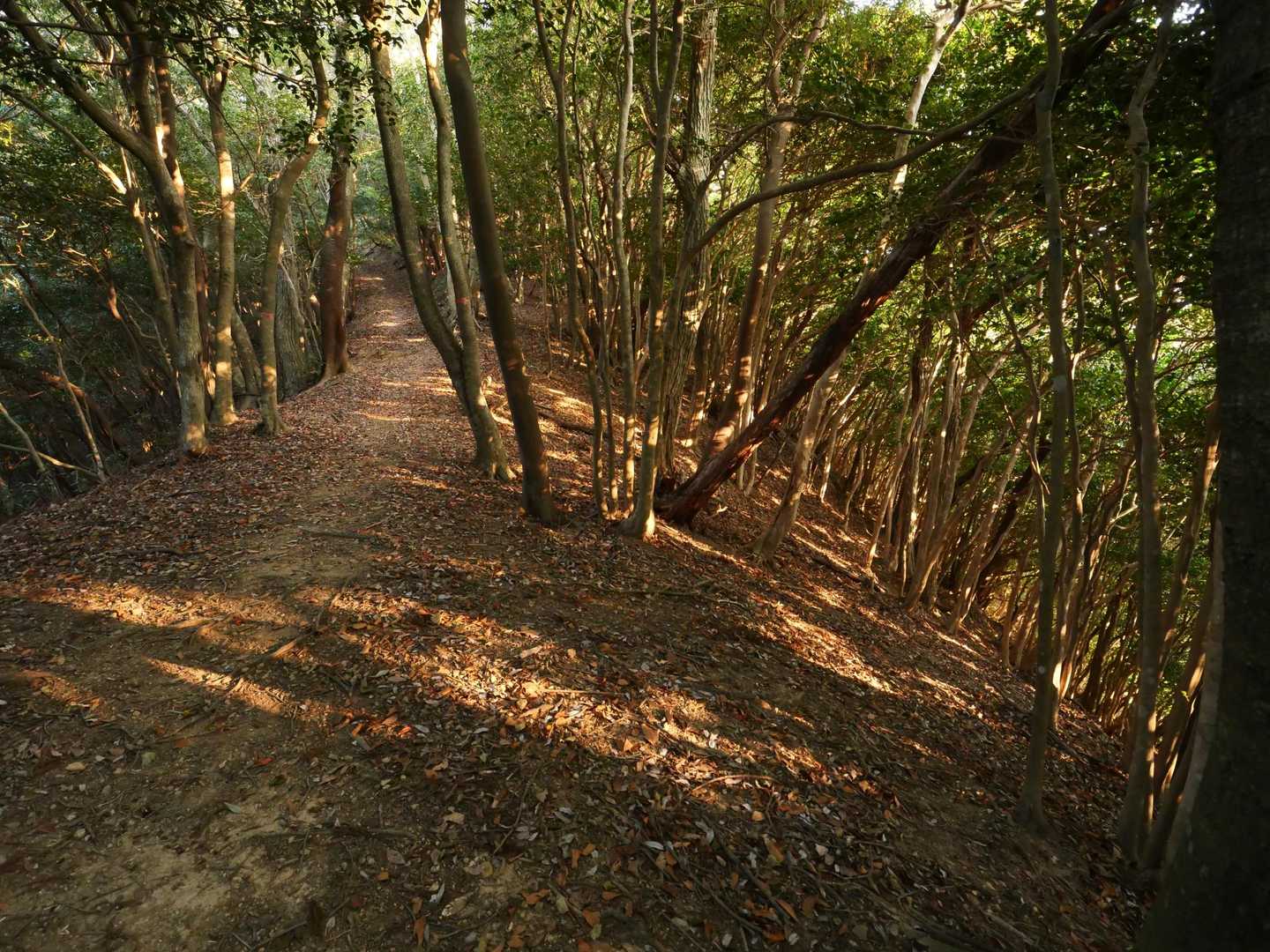 高尾山 往復コースの写真