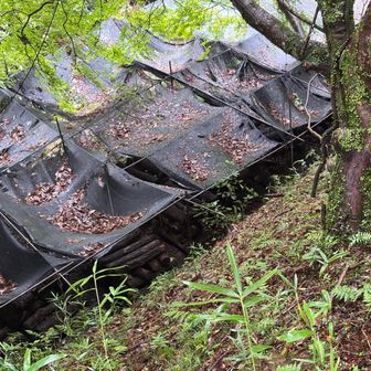 左下には椎茸栽培の小屋