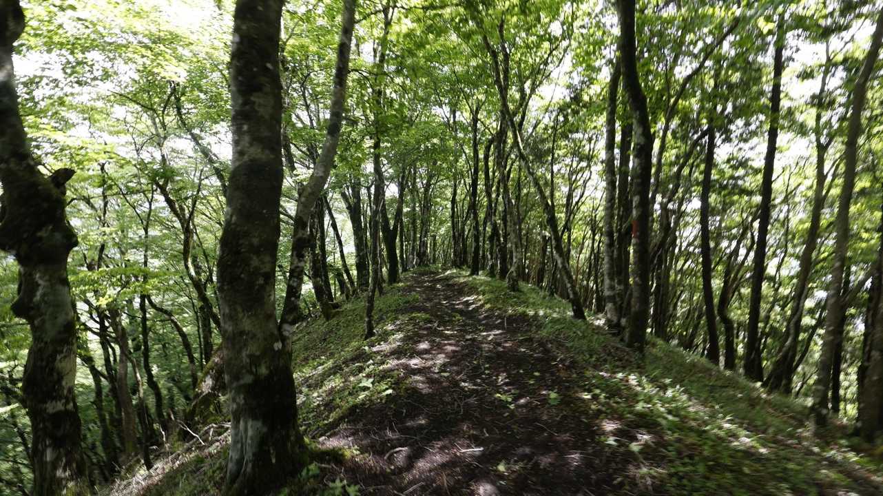 富士箱根トレイル／セクションハイク（三国山〜湯船山〜不老山〜駿河小山駅）＋鉄砲木ノ頭 の写真 11