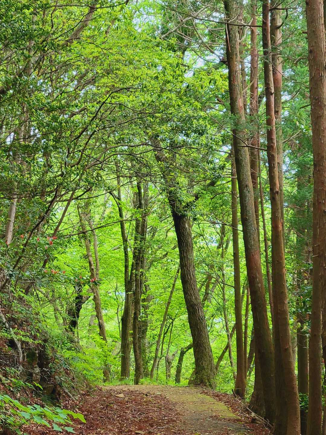 笛吹峠-源明峠-源明山 往復コースの写真