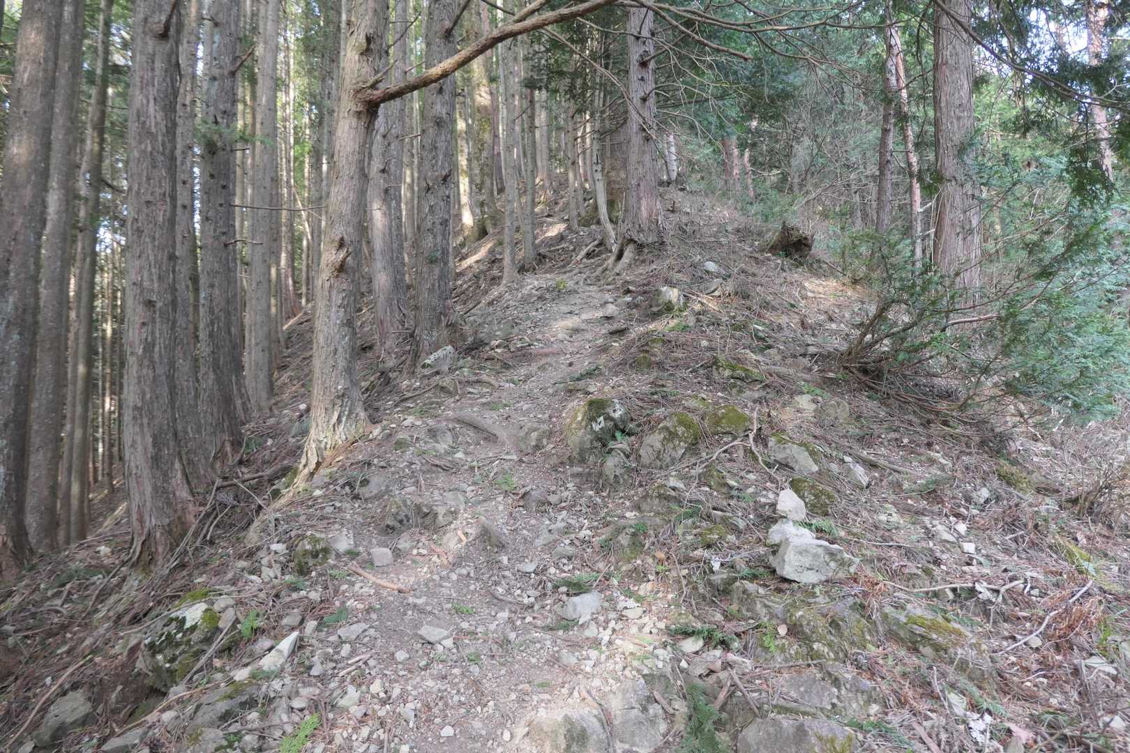 尾根にでました。