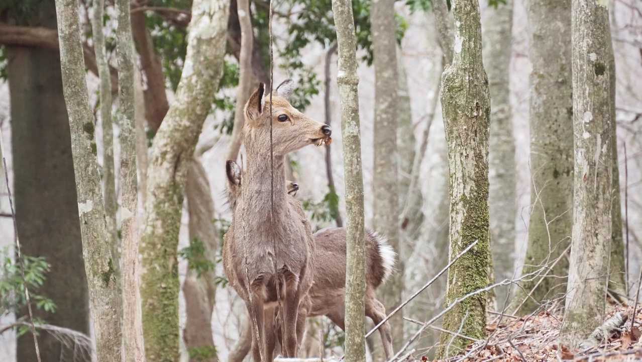 祖母山、朝駆け の写真 25