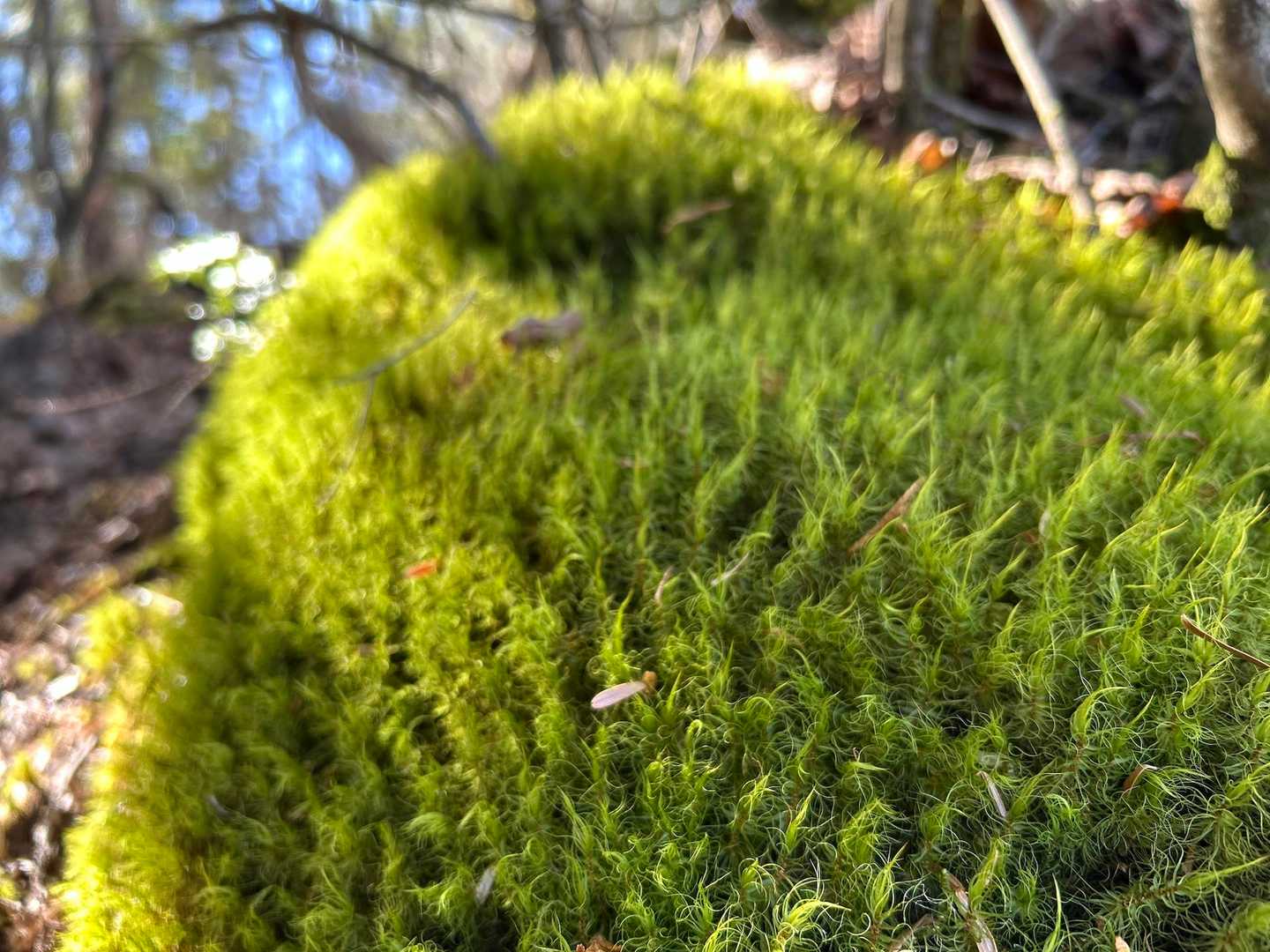 もふもふの苔✨✨