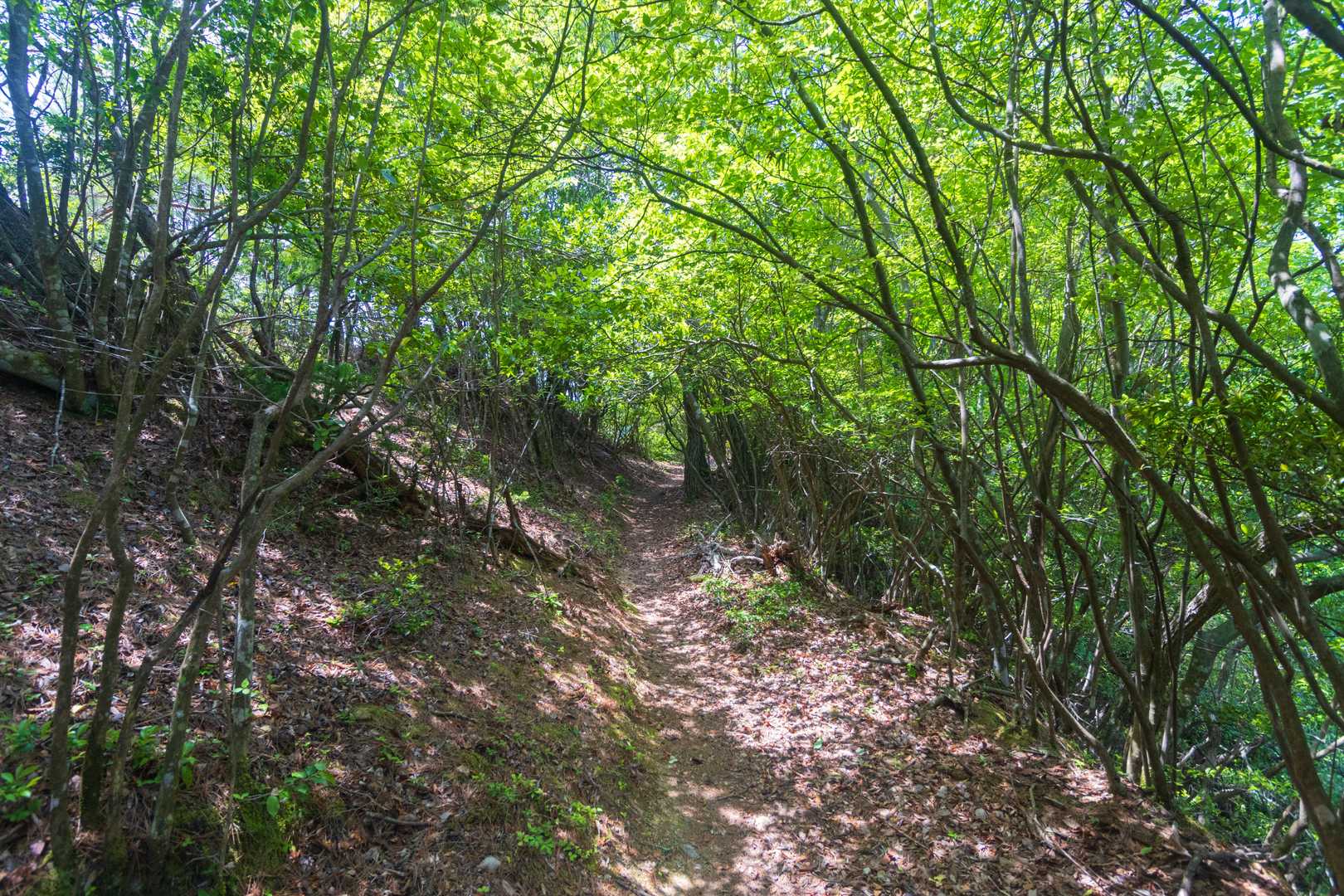 ここからクリンソウの群生地の分岐までだいたい平坦。ありがたい🙏