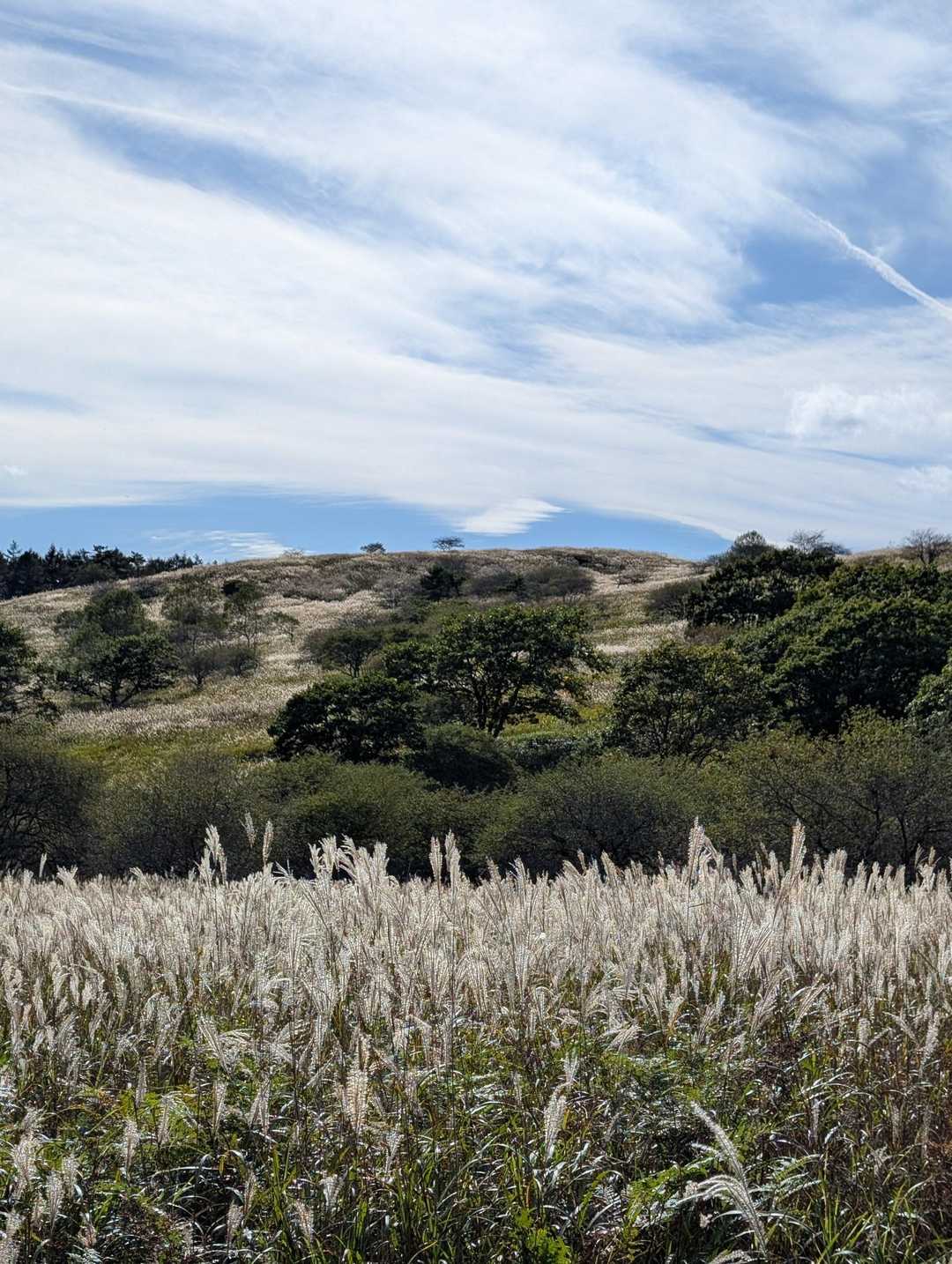 八島湿原バス停-八島湿原入口-霧ヶ峰湿原植物群落-男女倉山 周回コースの写真