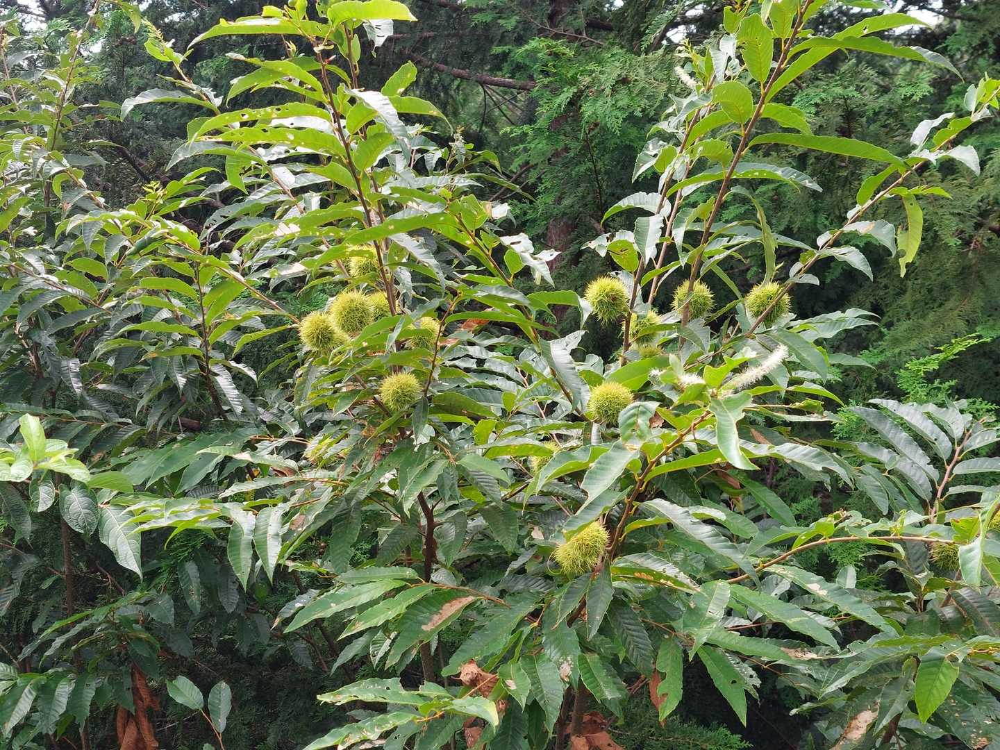 栗もあります🌰