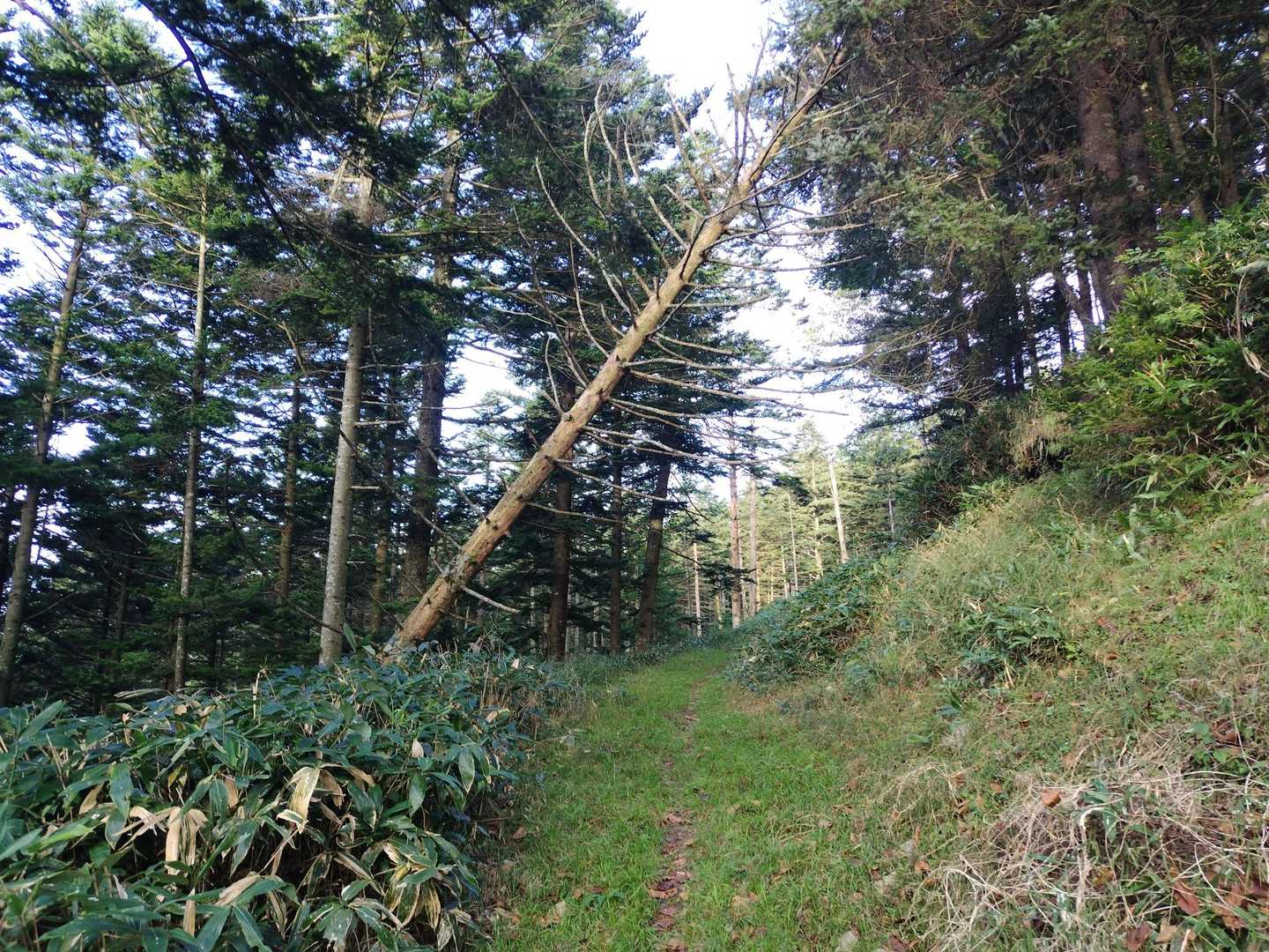すぐに現れる倒木🌲を潜り🚶‍♂
