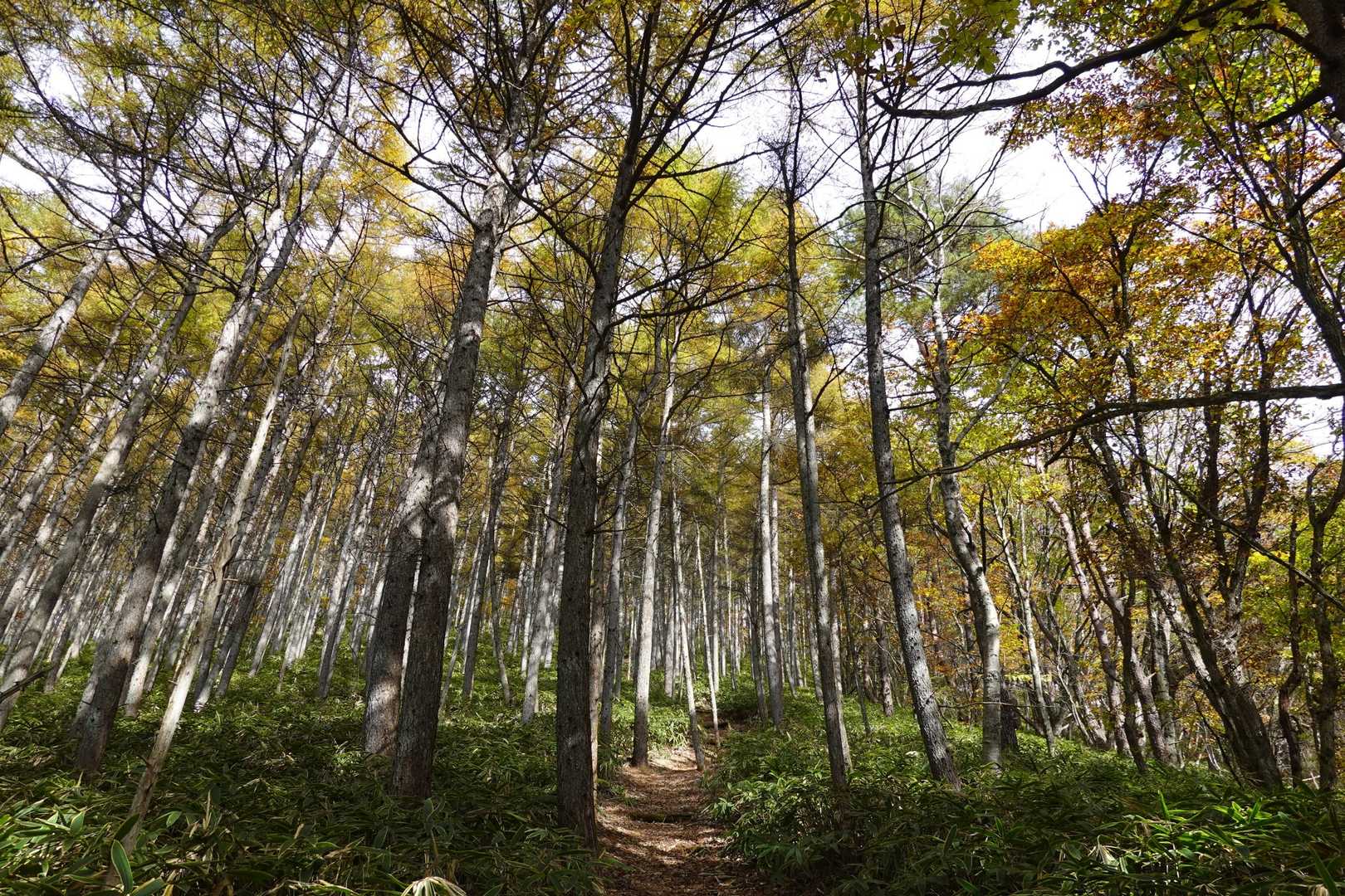 だんだんと急登に！
でもちゃんと登山道あり！