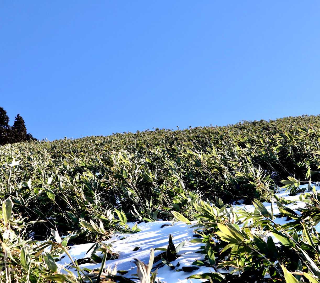 緑🟢見て我慢しよう(ﾟДﾟ)
ガッツリ1月❄️なのにキラキラ🤩緑見れて嬉しい…(ほんとの気持ちですよ)