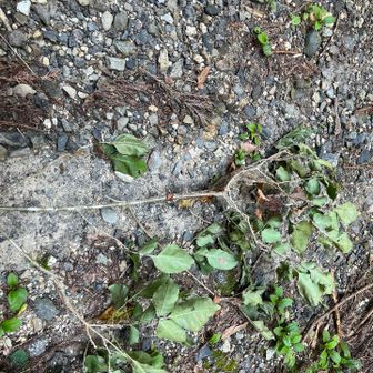 もう必要ないから蜘蛛の巣払いは捨てましょう。