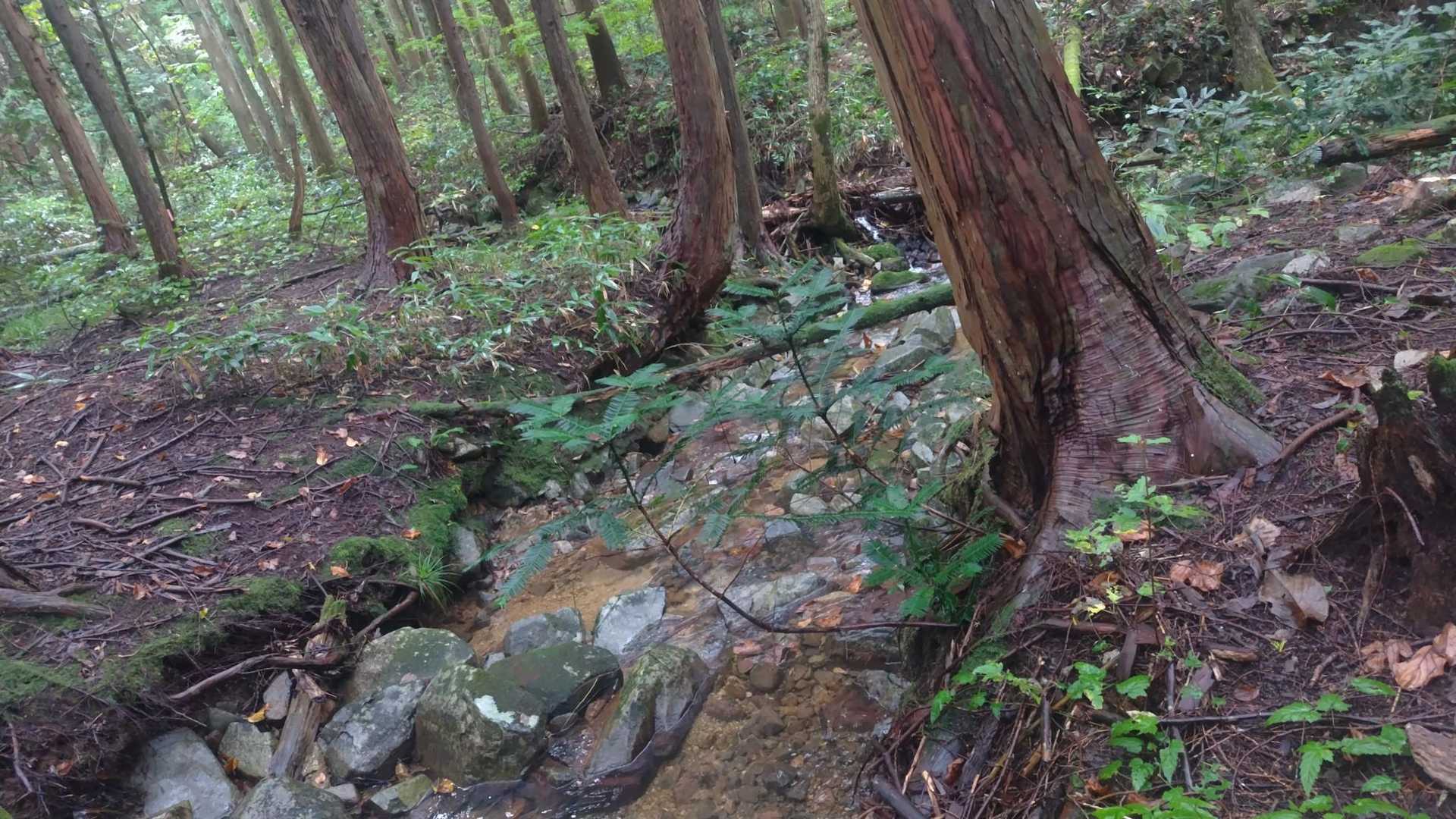 龍頭は行かずに下山しまーす!