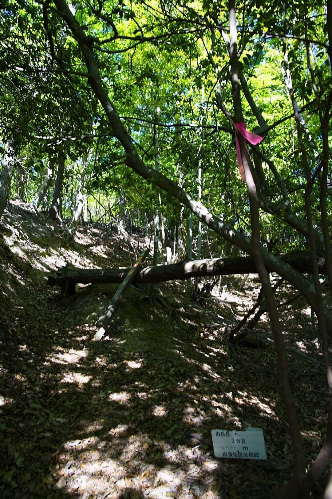 ピンテ頼りに合目看板も見ながら登って行き⤴️