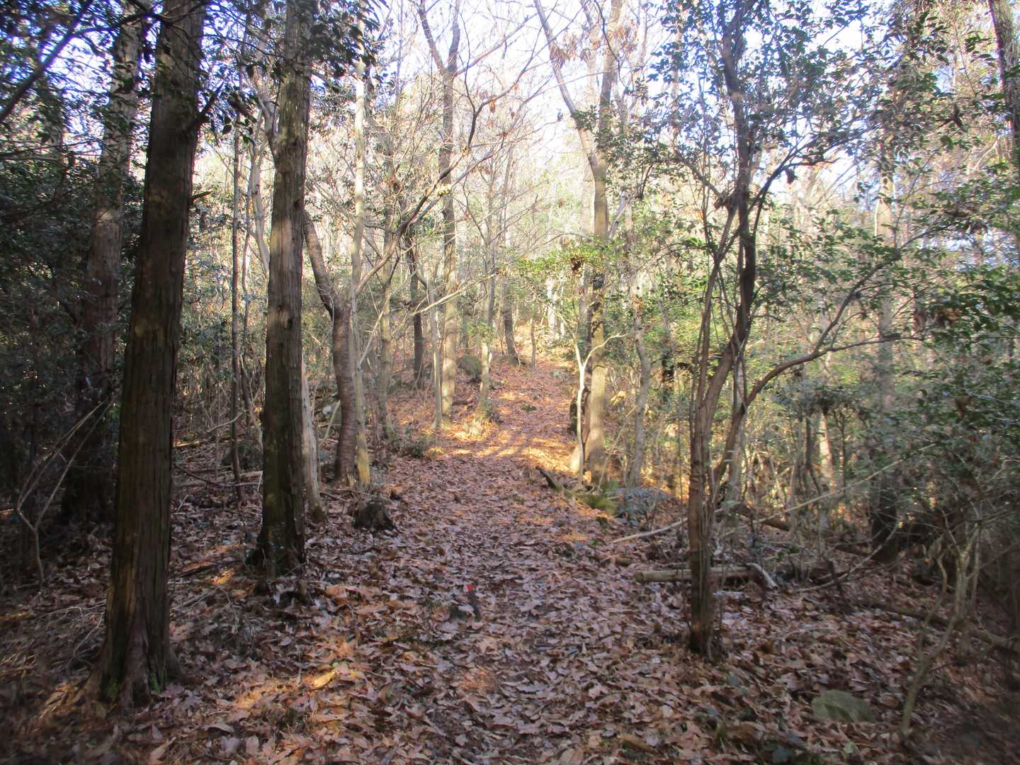 日岡山-蒲生山 往復コースの写真