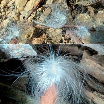 ✨️👀ケサランパサラン✨️
＊テイカカズラとも…
：サヤから弾けて舞い降りてる💕