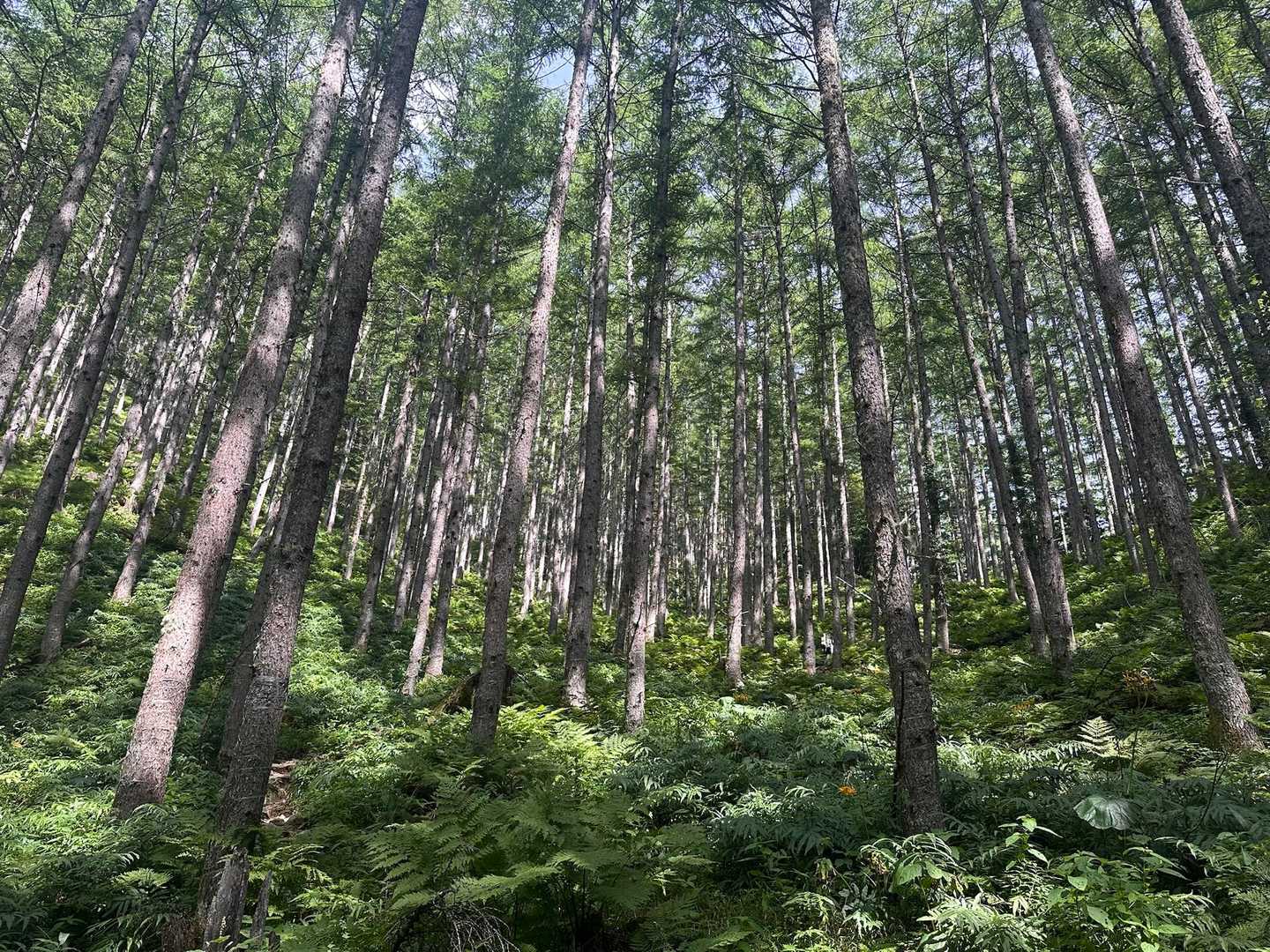 登り始めから美しい